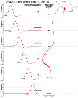 Propagation of an action potential along a giant axon — the ionic wave Hodgkin and Huxley turned into mathematics (Qniemiec, CC BY-SA 4.0).