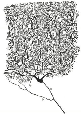 Cajal's drawing of a Purkinje cell from the human cerebellum — one neuron, hand-drawn in ink around 1899. The neuron doctrine started as pictures like this (public domain).
