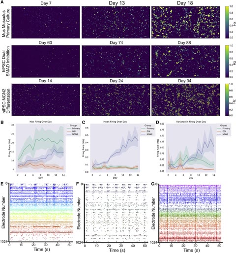Living cortical neurons growing across a multi-electrode array — the cells that learned to play Pong in the 2022 DishBrain experiment. The bright dots are individual neurons; the wiring underneath is silicon (Kagan et al., Neuron, CC BY 4.0).