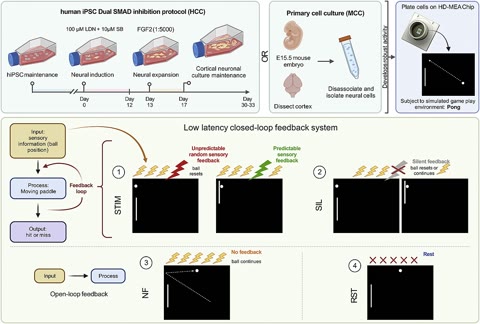 The DishBrain closed loop — ball position in as stimulation, paddle movement out as activity, predictable vs. unpredictable feedback as reward and punishment (Kagan et al., Neuron, CC BY 4.0).