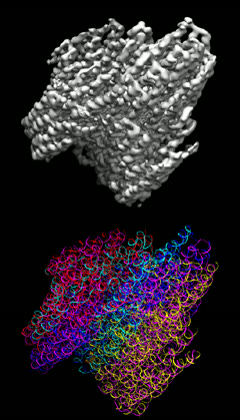 DNA origami — DNA folded into designed shapes at nanometre scale. The same molecule stores data at ~455 exabytes per gram and can be used as computation substrate (Origamimonkey, CC BY-SA 3.0).