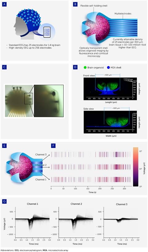 The OI roadmap's vision — organoids interfaced with 3D microelectrode arrays for high-resolution stimulation and recording, "an EEG cap for organoids" (Smirnova, Caffo, Hartung et al., CC BY 4.0).