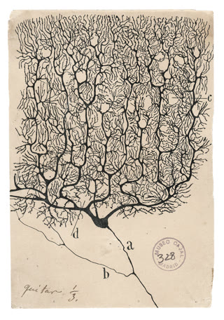 Cajal's drawing of a Purkinje cell — the same stain, the opposite conclusion: processes that end, not fuse. The neuron doctrine drawn in ink (public domain).