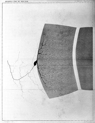 Golgi's own drawing of a type I neuron — the cell as he saw it through his own stain, its processes reaching into what he believed was a continuous net (Wellcome Collection, CC BY 4.0).
