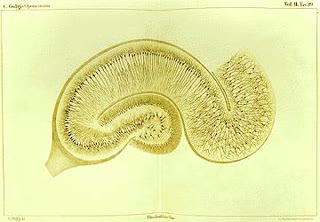 Golgi's own drawing of the hippocampus — the region he mapped with his stain, rendered as he understood it: processes weaving into a continuous net (public domain).