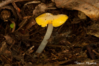 Hygrocybe flavifolia — the new mushroom's closest known relative, a waxcap of coastal California. Photo: Trent Pearce / Mushroom Observer, CC BY-SA 3.0.
