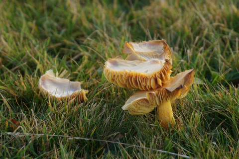 A waxcap of the genus Hygrocybe — the undescribed West Virginia species has not yet been formally photographed for publication. Pictured: H. punicea, the crimson waxcap. Photo: Mike Pennington, CC BY-SA 2.0.