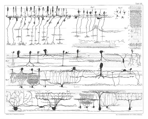 Cajal's drawings of retinal neurons (1894): each cell a discrete tree, touching but never fusing — the anatomy on which all learning rests. Wellcome Collection (Public Domain Mark).