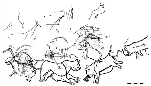 A scholarly tracing of the tangled engravings in Lascaux's "diverticule des félins" — animals drawn over animals, species overlapping species, in a chamber deep inside the cave (early 20th-century tracing, public domain).