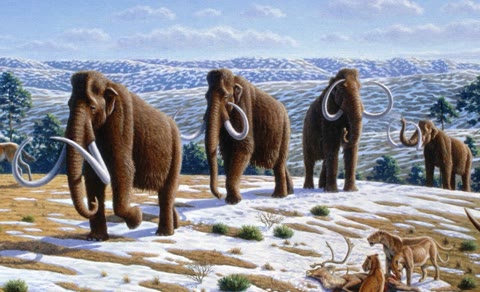 Woolly mammoths on a late Pleistocene landscape — the giants humans hunted, painted, and outlasted. Reconstruction by Mauricio Antón (CC BY 2.5).