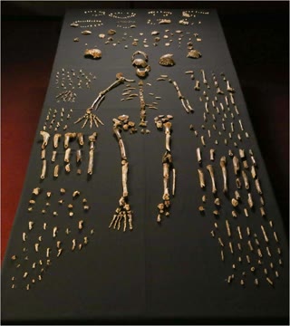 Homo naledi skeletal material from the Dinaledi chamber — a tiny-brained hominin whose bones filled a nearly unreachable cave (Lee Berger research team / eLife, CC BY 4.0).