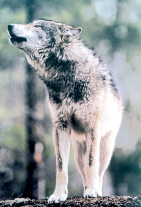 The gray wolf — every dog that ever lived descends from wolves who chose, or were chosen, to live closer to human firelight (U.S. National Park Service, public domain).