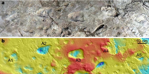 The Laetoli footprints, Tanzania — trails pressed into volcanic ash 3.66 million years ago. Two hominins walked here, together, in the rain (E. J. McNutt et al., CC BY 4.0).