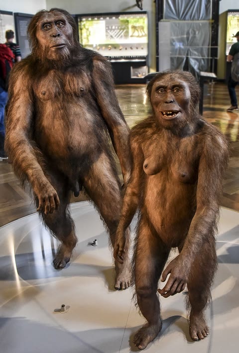 Australopithecus afarensis — the species of "Lucy," cast in the Vienna Naturhistorisches Museum. Our ancestors walked upright three and a half million years ago (Paul Hermans, CC BY-SA 4.0).