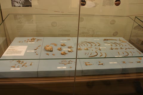A Neanderthal skeleton on display at the Smithsonian — a second human species, gone ~40,000 years, still inside most of us (Ryan Somma, CC BY-SA 2.0).
