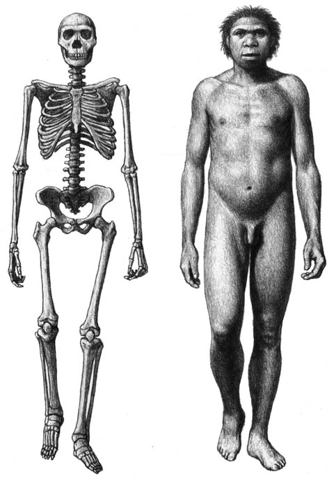Turkana Boy — Homo erectus, ~1.6 million years old. Reconstruction by Mauricio Antón (CC BY 4.0, published with Alan Turner).