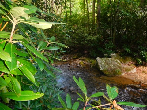 A creek up Roan Mountain — rhododendron over cold water. One of the actual places the B300 went. Photograph by Rocky L. Oliver.