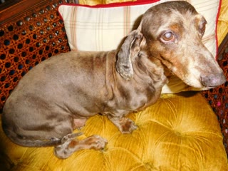 Smudge — my dachshund, my companion since I was about four. He was there for all of it. Photograph by Rocky L. Oliver.