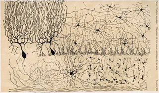 Cajal's drawing of cerebellar circuitry — the brain's own hyperdimensional engine: granule cells expand sparse input into a vast high-dimensional space, and Purkinje cells read it (Santiago Ramón y Cajal, public domain).