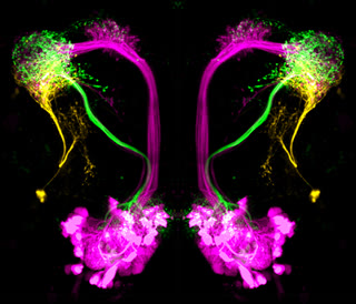 Neurons in the Drosophila brain — the fly's olfactory circuit expands ~50 odor channels into ~2,000 Kenyon cells, a biological locality-sensitive hash four decades before the algorithm had a name (eLife, CC BY 2.0).